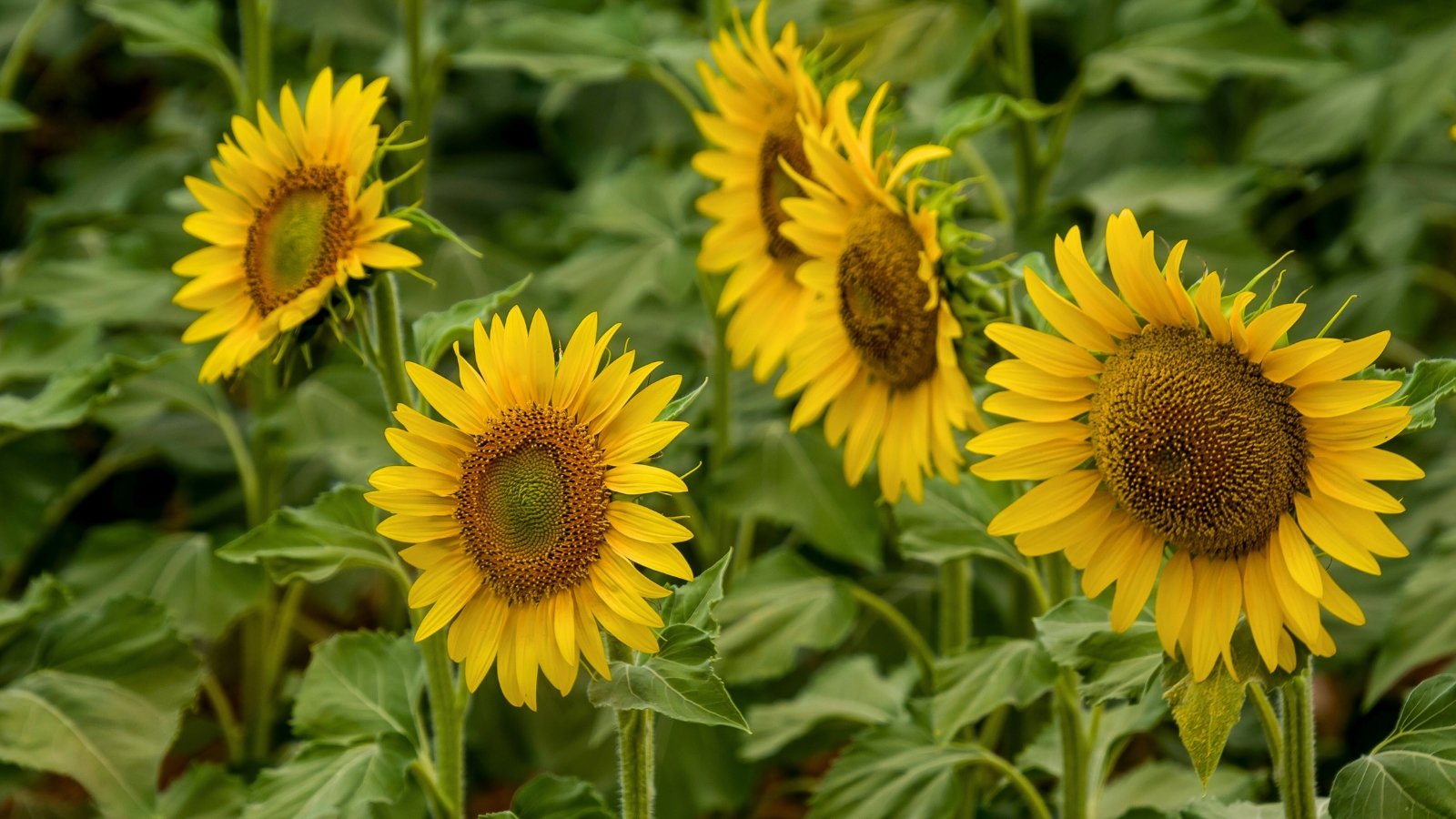 Several large, round flowers with bright yellow rays surrounding a dark, textured central disk, standing tall on thick stems.