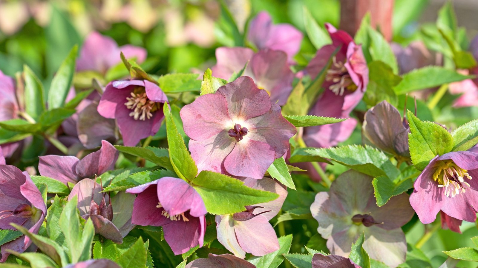 Five large, cup-shaped petals in dusty rose and deep mauve surround a central cluster of stamens, supported by thick, leathery green leaves.