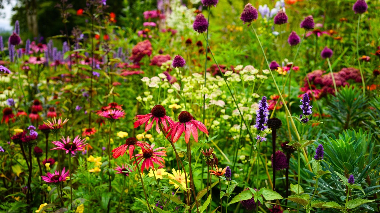 A riot of upright, vibrant pink-to-red coneflowers with spiky, dark centers stands tall among fuzzy purple globe-shaped flowers and various slender green stalks.