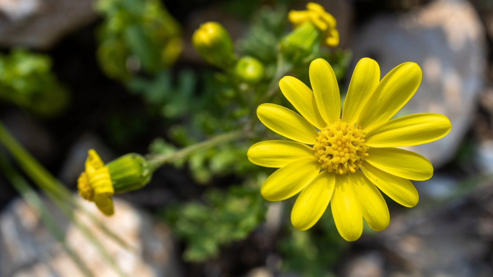 A single bright yellow flower with narrow, spreading petals and a darker yellow center, framed by smooth, rounded rocks.