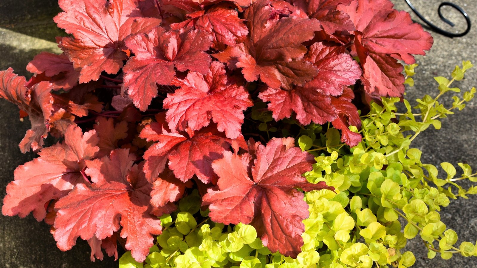 A dense clump of deeply lobed leaves features a rich, deep reddish-maroon color, contrasting with the bright lime-green foliage growing beneath it.