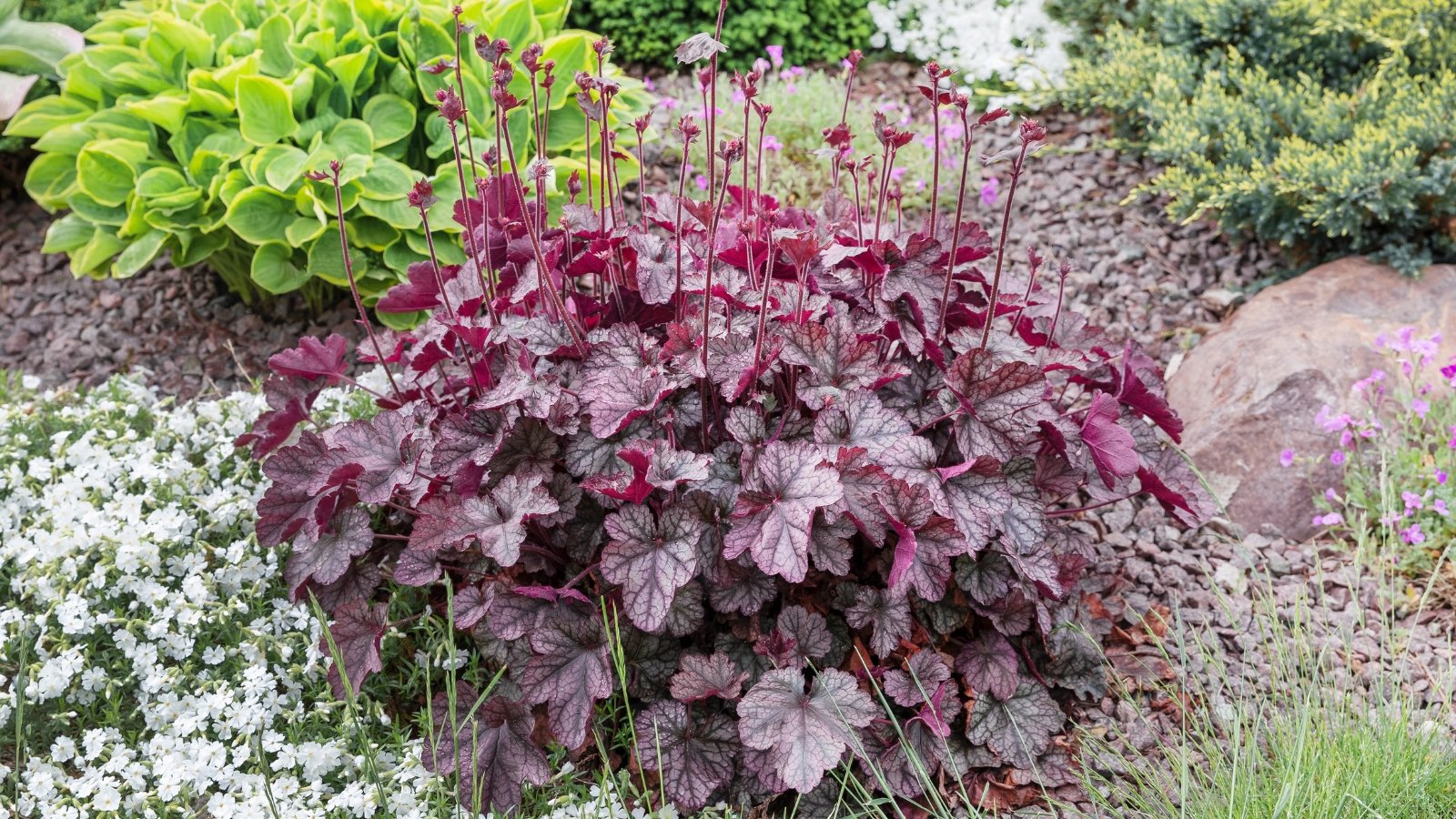 A Heuchera plant features clusters of delicate pink bell-shaped flowers rising above deep purple, ruffled leaves, creating a vibrant contrast in the garden.