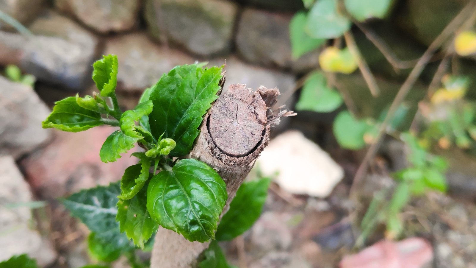 A pruned hibiscus branch shows small, tender green shoots emerging along its bare stems in a spring garden.
