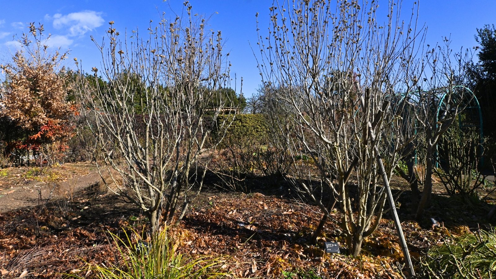 Bushes with bare, twiggy branches and scattered brown seedpods stand in an autumn garden.