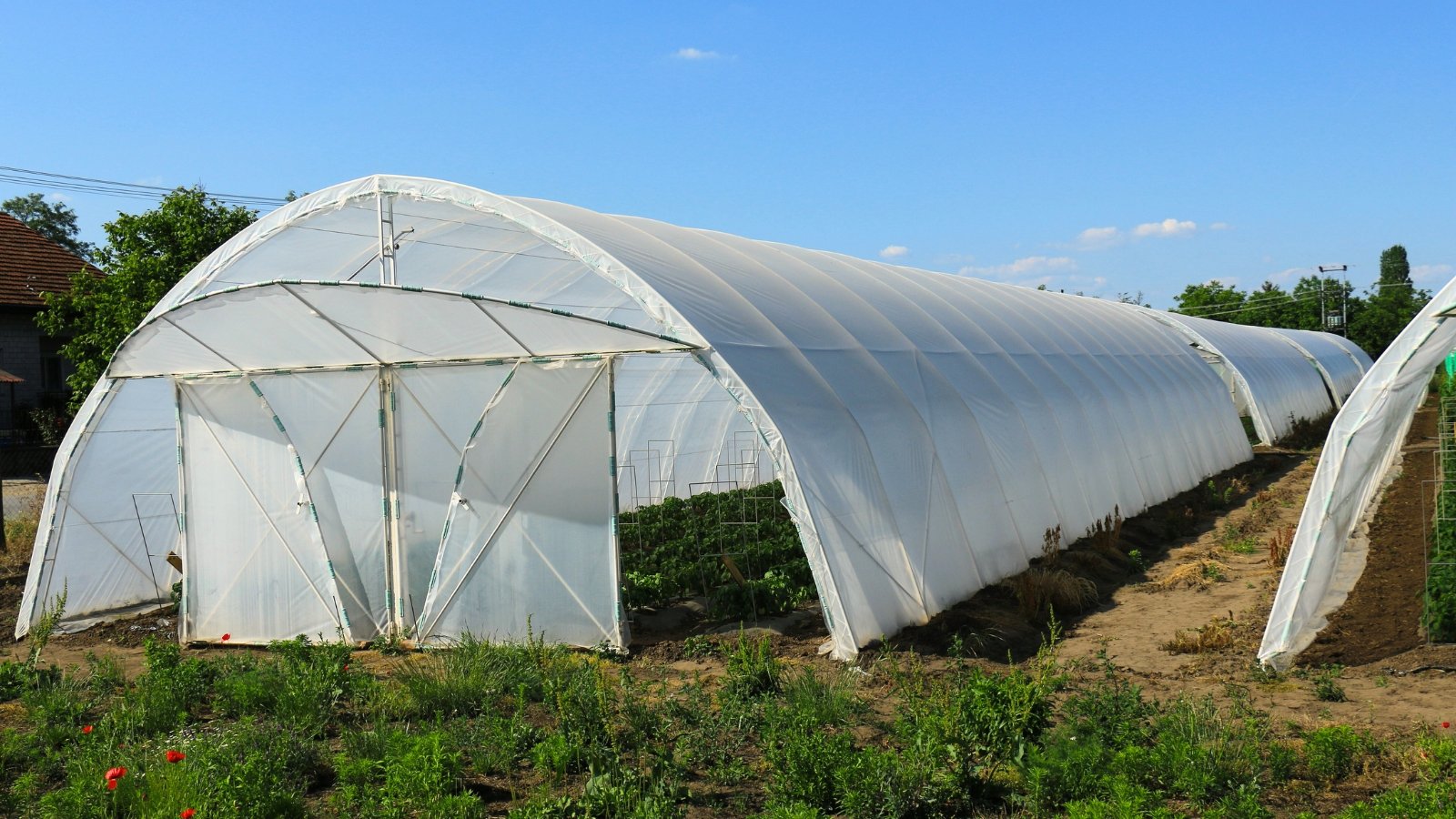 A high tunnel greenhouse with a curved roof stretches across a field, sheltering rows of crops inside.