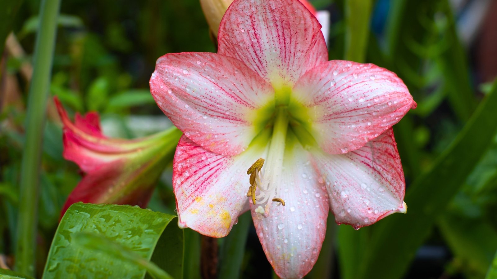 A large, open, trumpet-shaped flower features broad white petals streaked with deep pink and a vibrant yellow-green throat with prominent stamens.