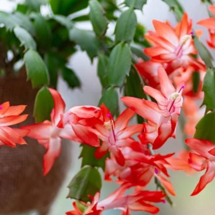 Holiday Cactus