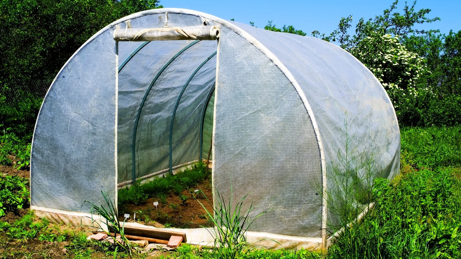 A large hoophouse with a curved frame covered in clear plastic stands in the garden, providing shelter and warmth for the plants growing inside.

