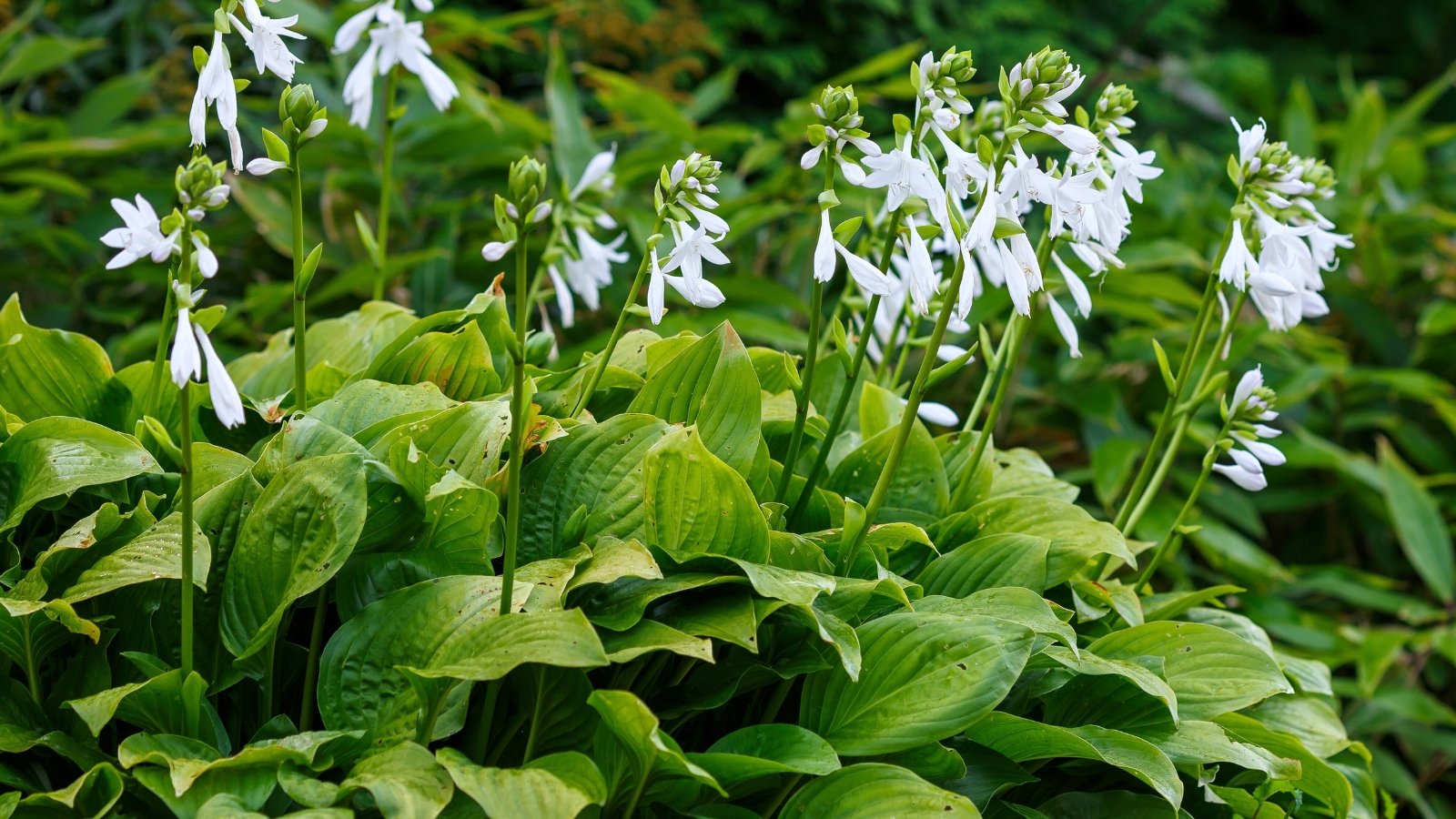 Large, heart-shaped green leaves form a lush base, topped with tall stalks bearing fragrant, trumpet-shaped white flowers.