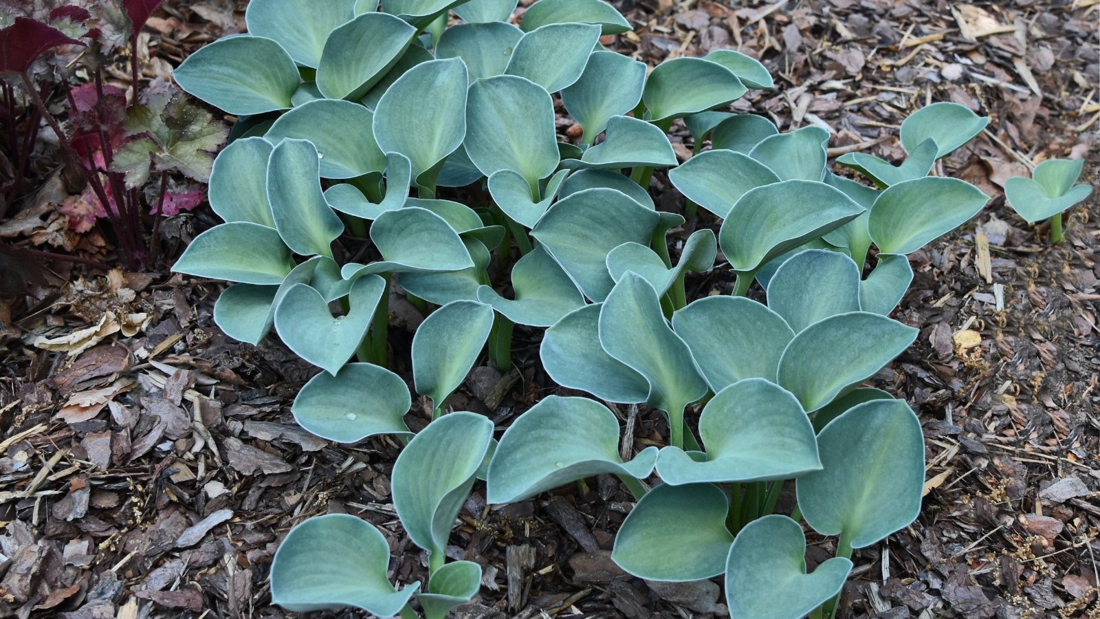A small clump of round, thick, blue-green leaves with slightly wavy edges forming a compact, low-growing mound.