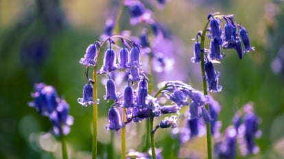 Drooping clusters of bell-shaped, deep violet-blue flowers with recurved tips hang from thin, light green stems.