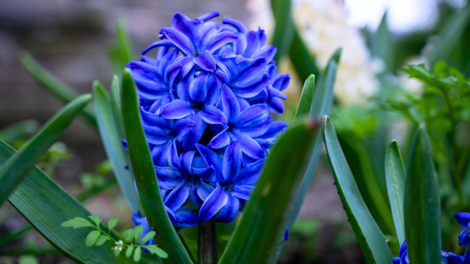 A compact, dense spike of small, star-shaped, rich royal-blue florets is tightly nestled within broad, succulent green leaves.