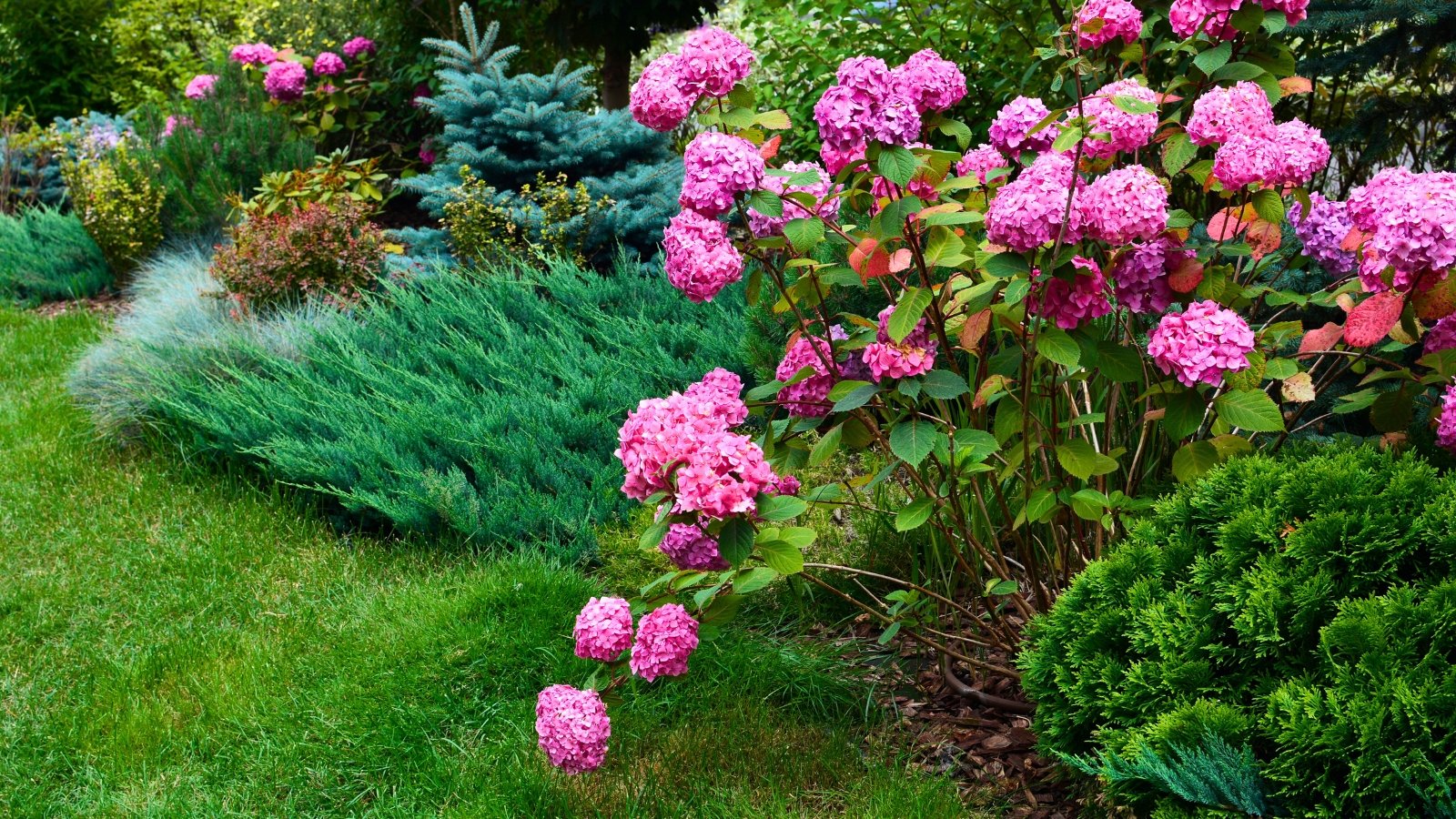 Large, globe-like clusters of densely packed, ruffled pink florets bloom profusely next to a low, sprawling shrub with needle-like blue-green foliage.
