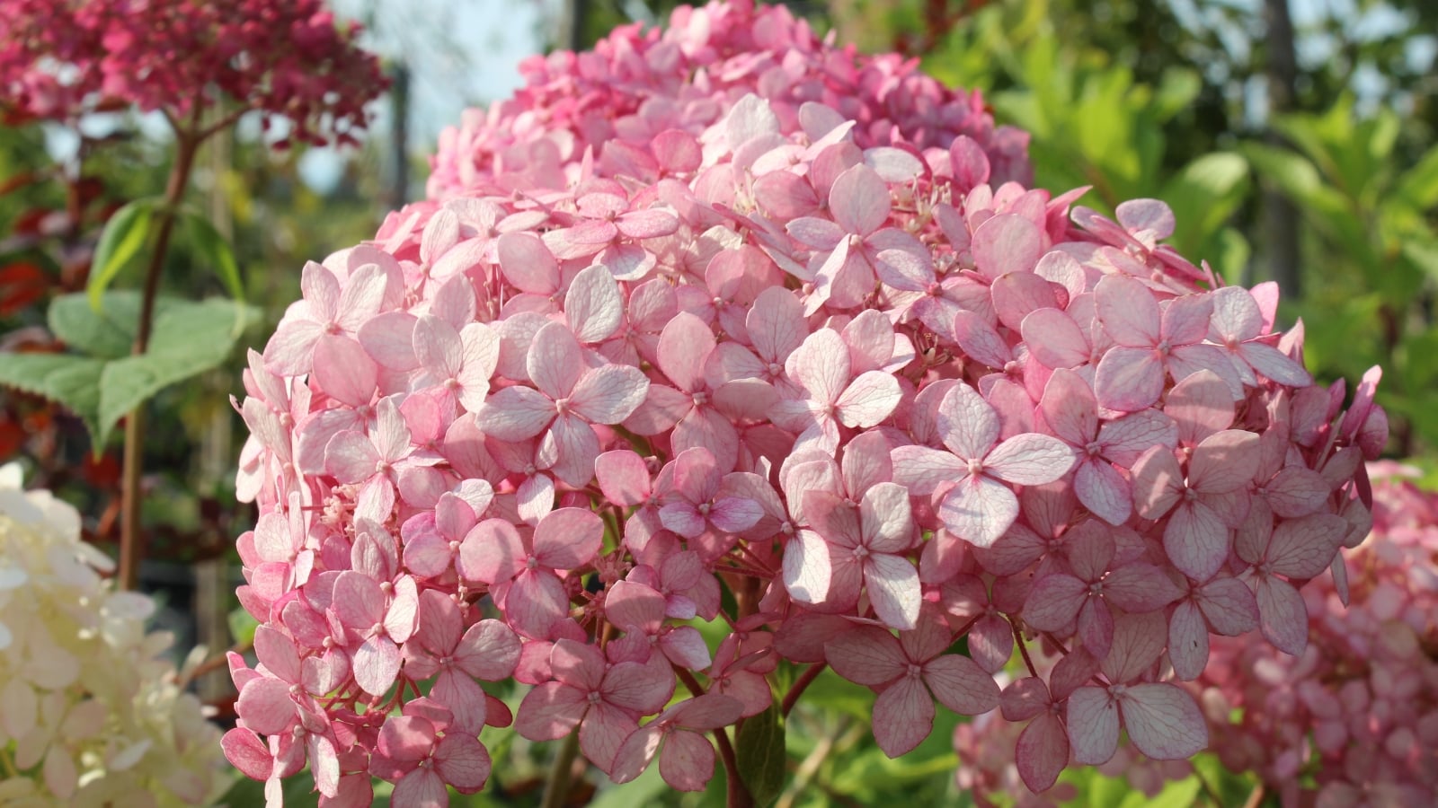 Dense clusters of bright pink to deep ruby flowers atop sturdy green stems with broad, ovate leaves in a full, rounded shrub.