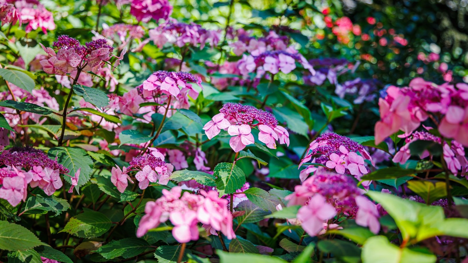 Clusters of bright pink lacecap flowers with delicate central florets bloom on a bush with glossy, serrated green leaves.

