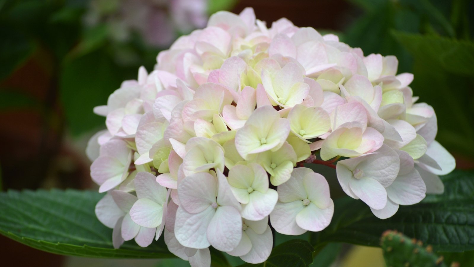 Rounded clusters of soft pink flowers with green serrated leaves, densely covering the bush in a garden setting.
