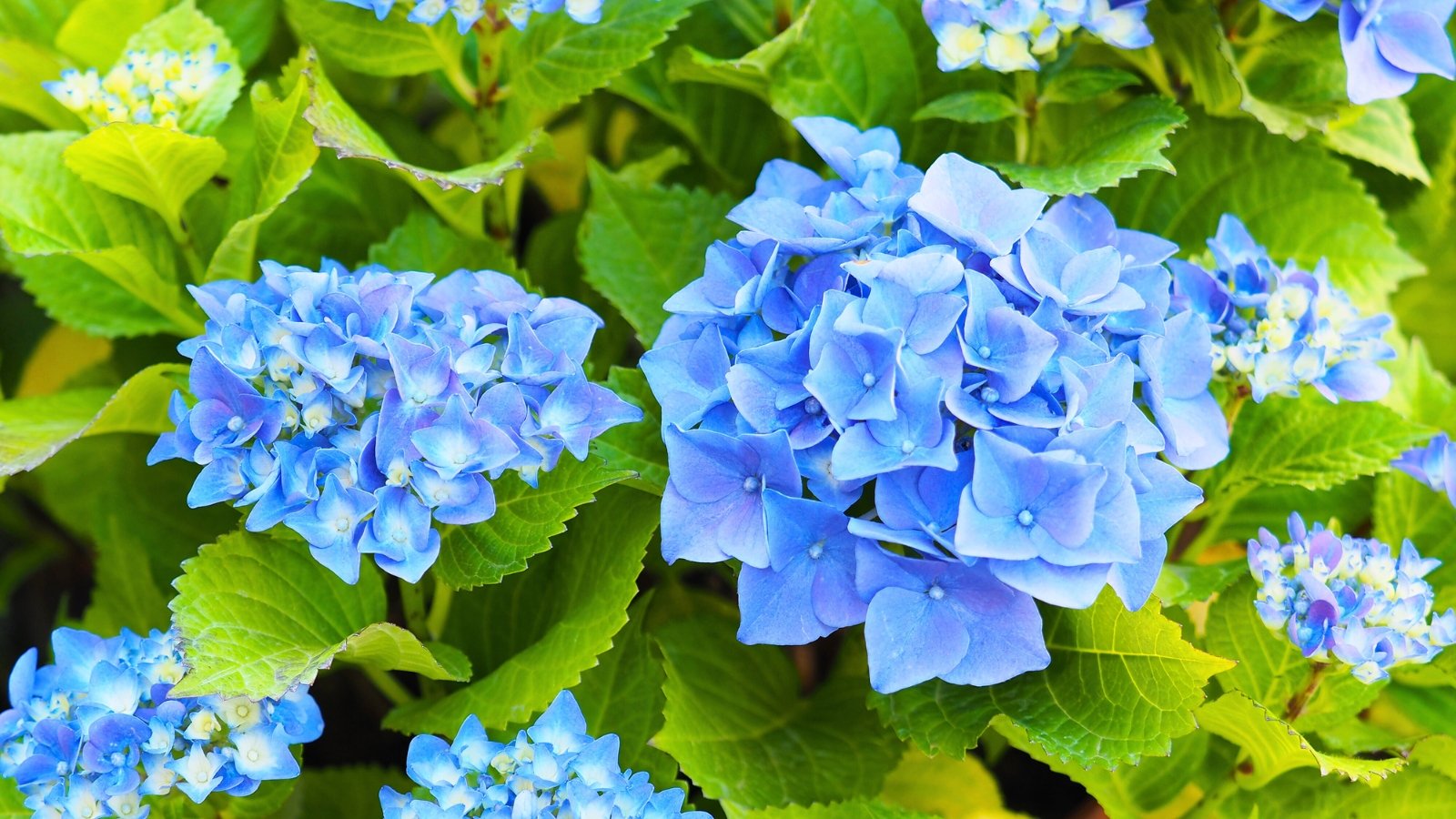 A dense, rounded cluster of four-petaled, clear sky-blue blossoms nestled among large, vibrant green, serrated leaves.