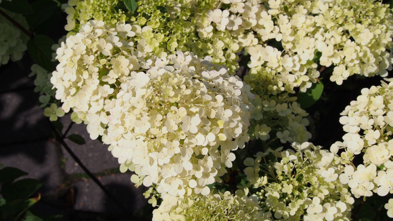 Compact panicles of creamy white flowers with rounded petals cover the dense shrub, while dark green, serrated leaves create a lush contrast beneath the blooms.