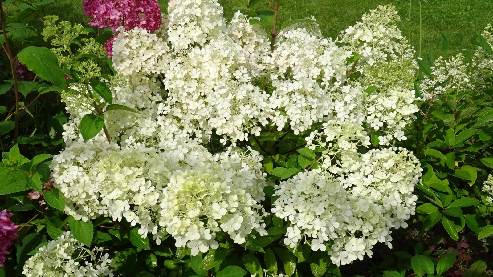 A dense mound of blooms with clusters of small, creamy white flowers that blush pink as they mature, surrounded by deep green, oval leaves with serrated edges creating a full and vibrant display.