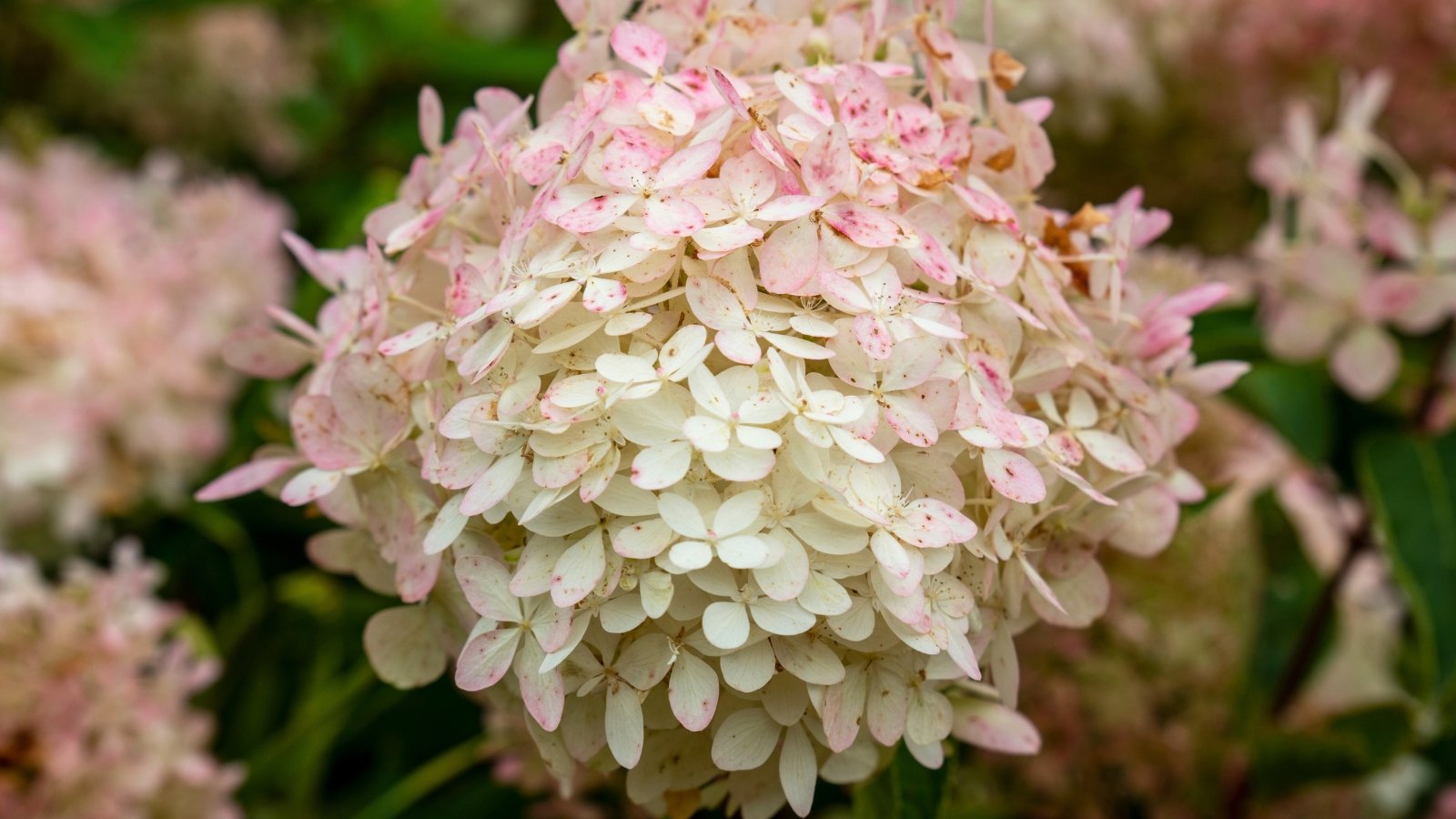 Close-up of airy, cone-shaped inflorescences of soft white flowers that develop a blush pink tint.