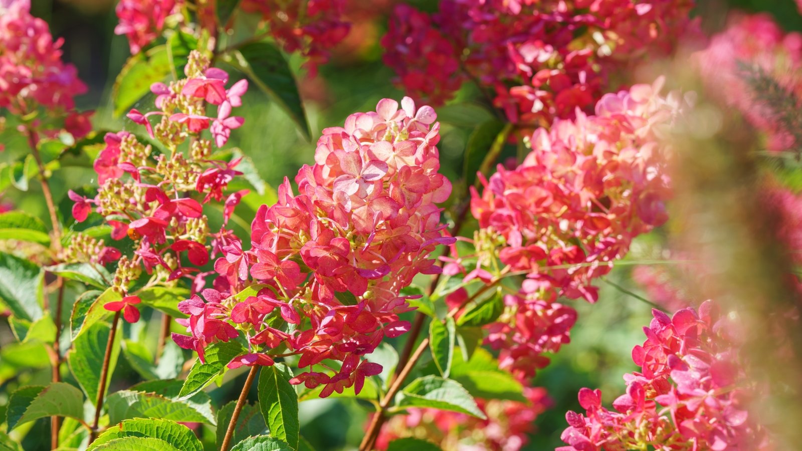 Tall clusters of cone-shaped flowers transition from creamy-white buds to bright pink blooms, surrounded by broad, dark green, ovate leaves with slightly serrated edges.
