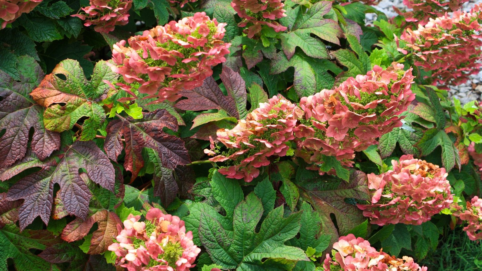 Clusters of deep pink to ruby-red flowers bloom on a bush with large, oak-shaped green leaves showing subtle autumn tones.
