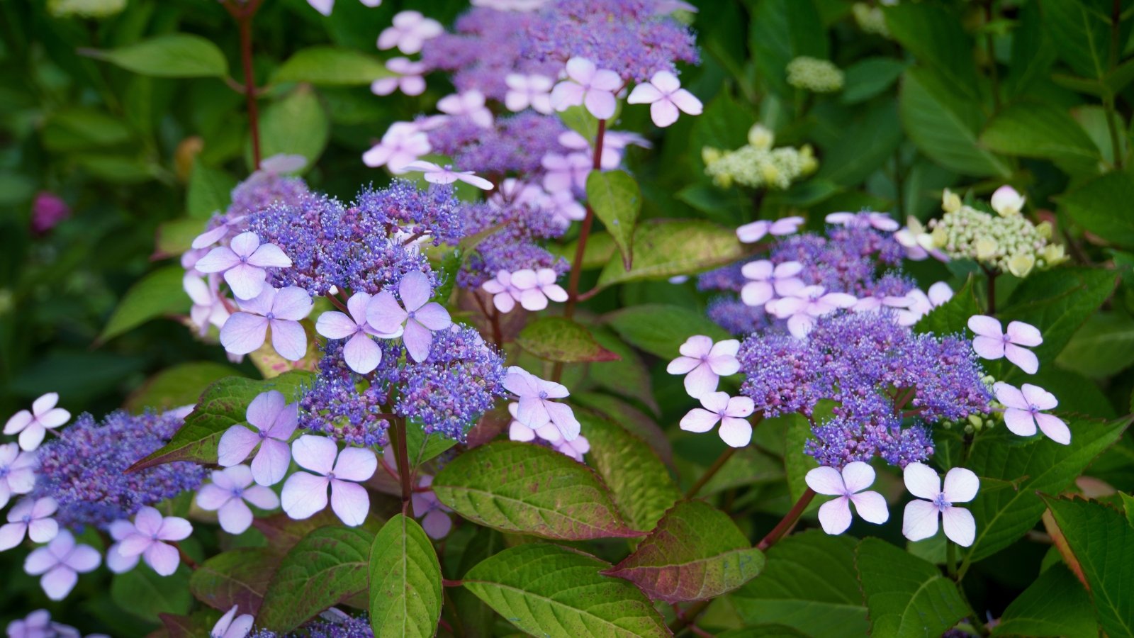 Dense clusters of small, rounded blue flowers bloom on a compact bush with delicate, serrated, bright green leaves.
