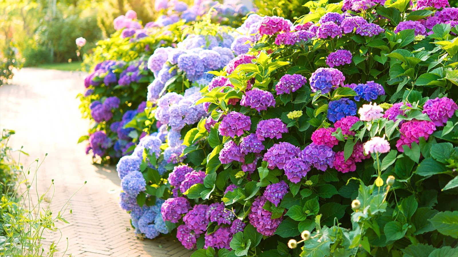 Massive, rounded flower heads showcase a mix of vivid purple, pink, and blue hues on small, tightly packed florets.