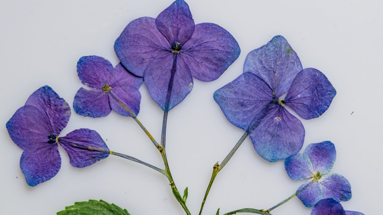 Faded, delicate dried blossoms with clustered, papery petals in soft purple pastel shades arranged on a white background.
