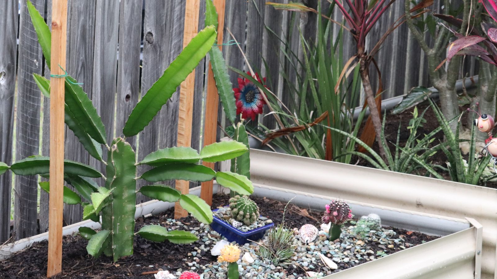 Hylocereus undatus in raised area of garden, surrounded by other greens that thrive in similar conditions