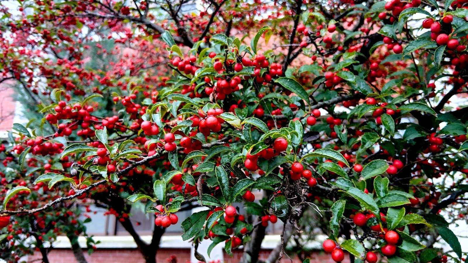 Bright red, spherical berries heavily line the bare, brown branches, interspersed with remaining glossy green foliage.