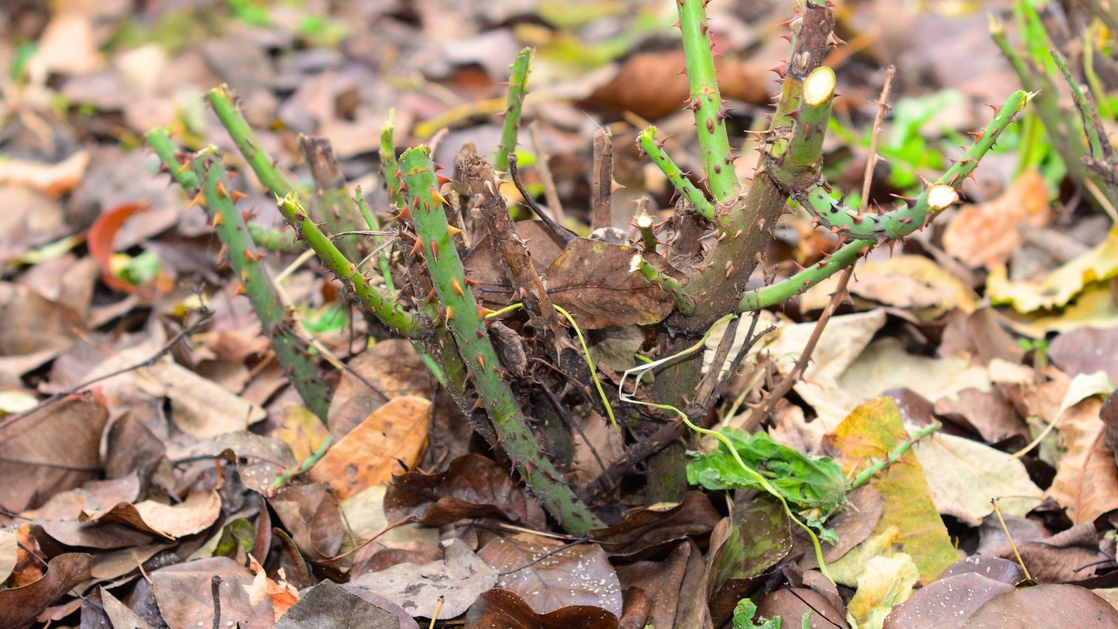 Close-up of a pruned bush with short, thorn-covered stems surrounded by a layer of dry autumn leaves for insulation.
