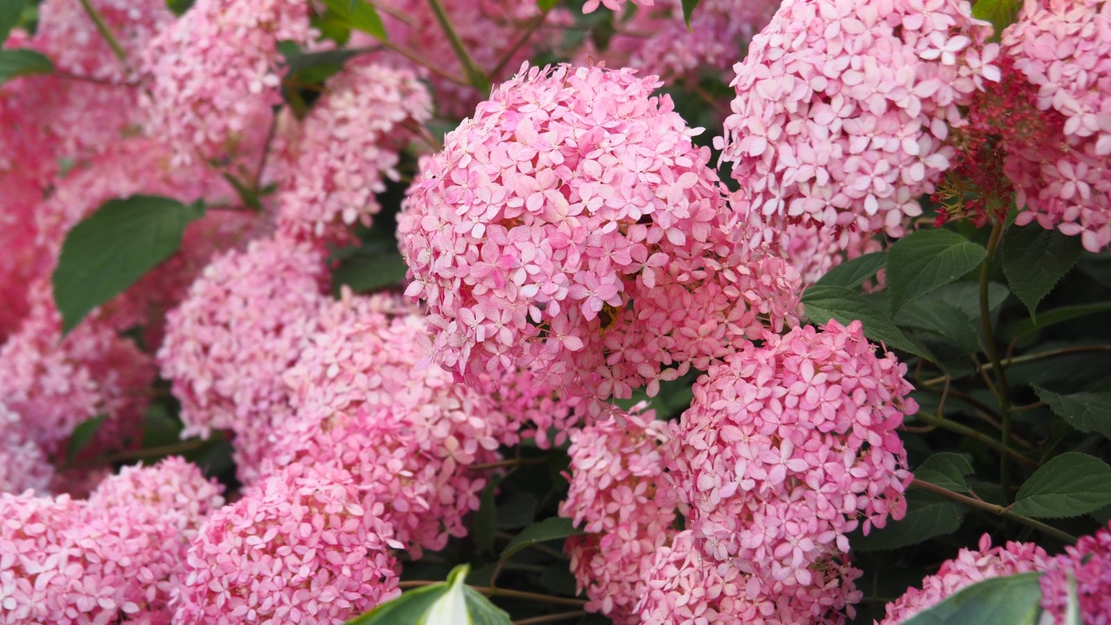 Large, rounded clusters of bright pink flowers with green foliage, densely covering the bush in a sunny garden.
