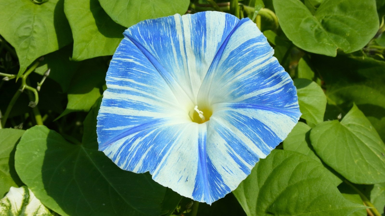 A large, trumpet-shaped flower with bright blue and white streaks radiating from a cream-colored throat.