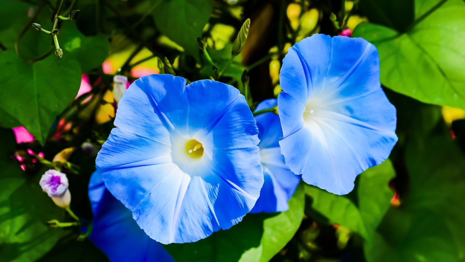 Two prominent, wide, trumpet-shaped flowers of brilliant cerulean blue with a contrasting white throat that deepens to yellow at the center.