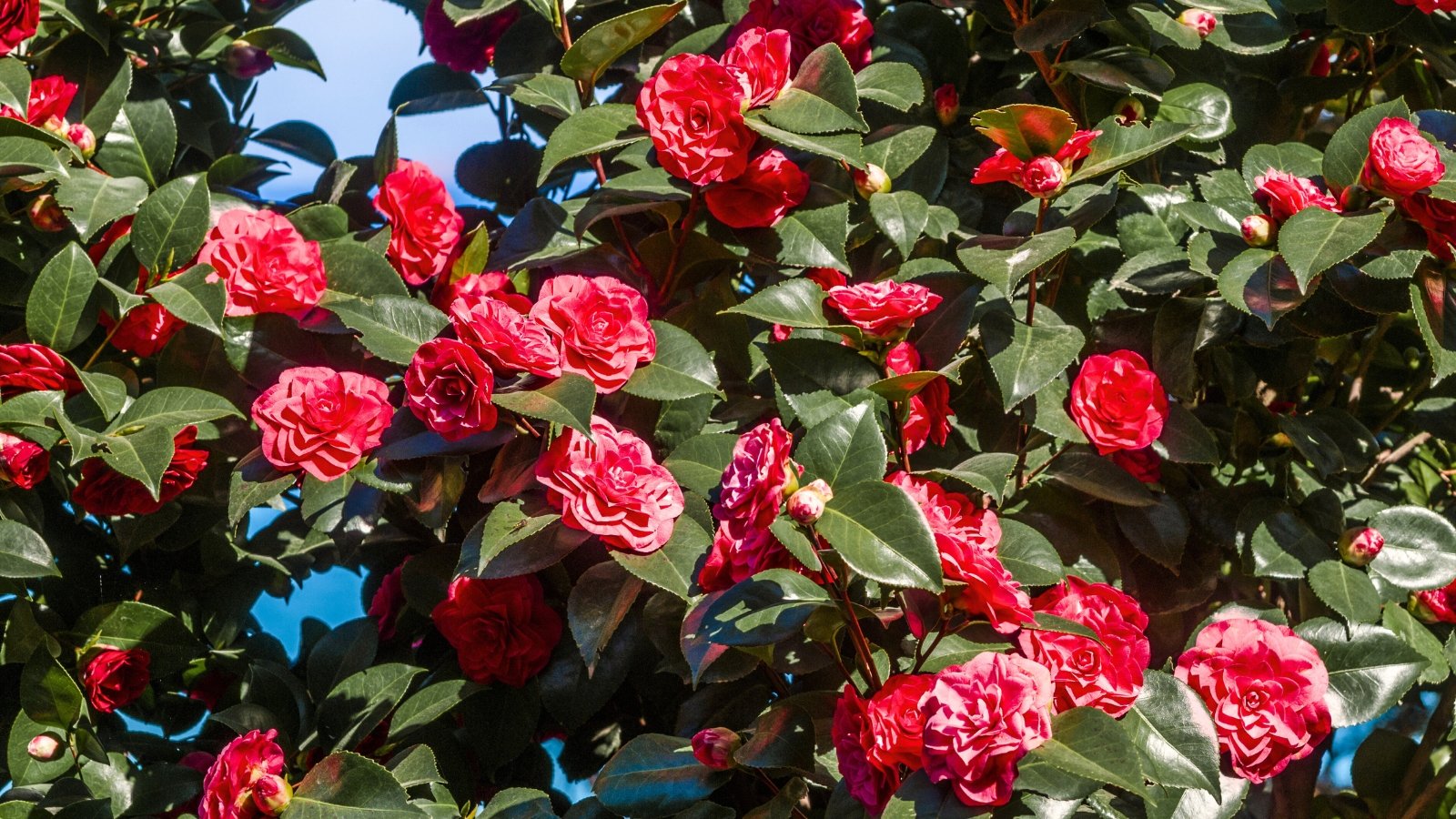 Large, layered pink blossoms with softly curved petals surround bright yellow stamens, contrasting with shiny, dark green, leathery leaves with prominent veins and smooth edges.