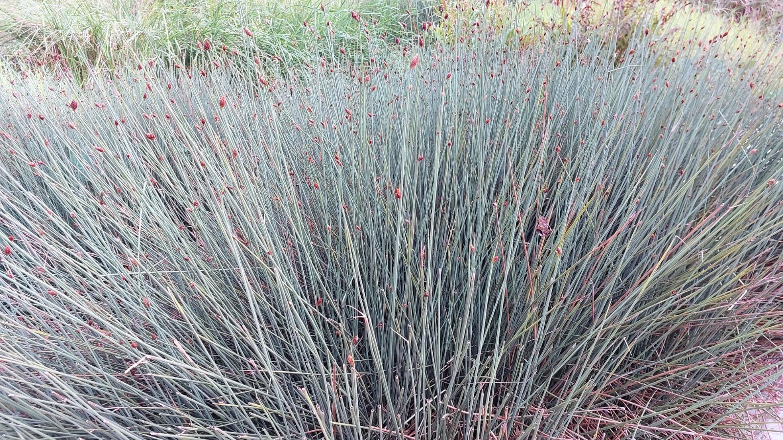 Clumps of slender, upright blue-green stems forming a dense, fountain-like tuft.