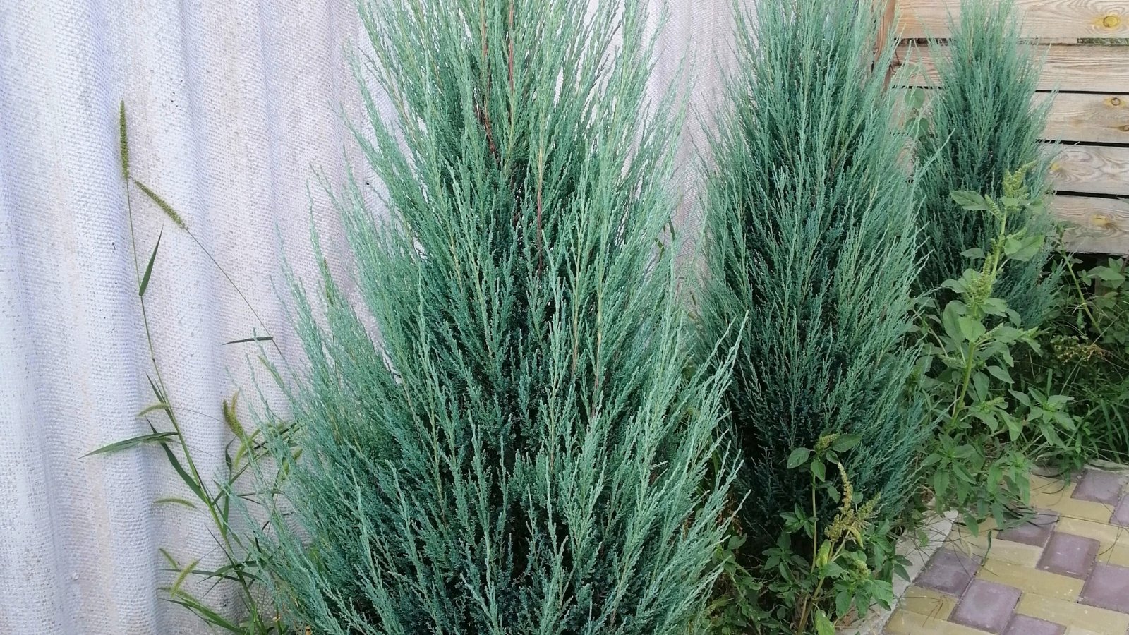 Three young columnar conifers with dense, silvery-blue needle-like foliage grow upright in a narrow, vertical form.
