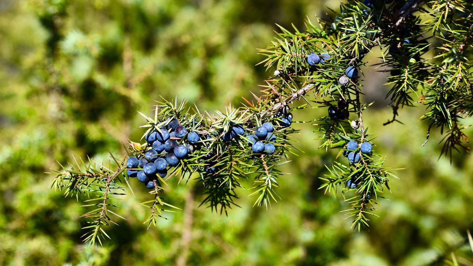 Waxy, bluish-purple, round berry-like cones are visible among the sharply pointed, needle-like green foliage on a woody branch.