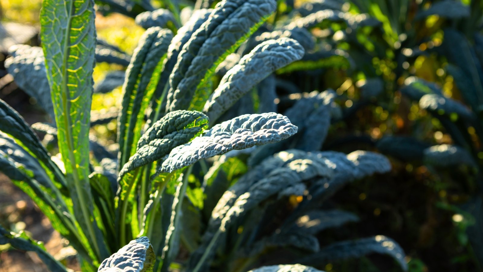 Long, textured, dark green leaves with deeply curled edges stand upright, catching the sunlight.