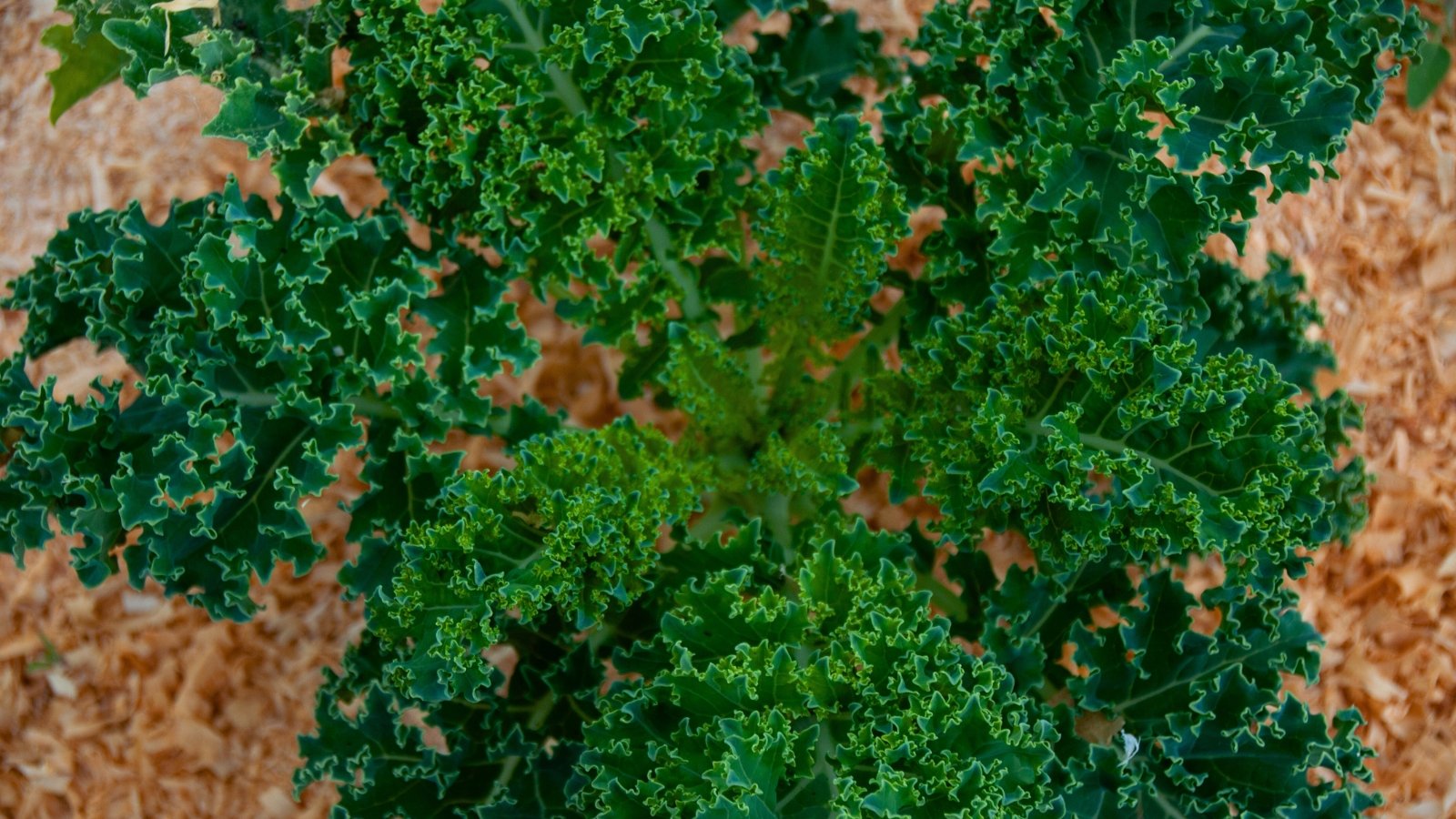 A deep green plant with large, heavily curled, crinkled leaves exhibits a rugged, almost three-dimensional texture.