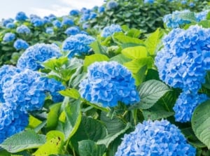 An area covered in lovely blue mounds of flowers surrounded by bright green leaves, listing ways to keep hydrangea blue