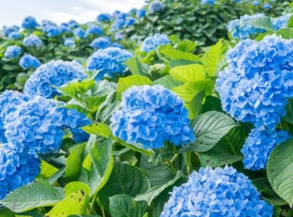 An area covered in lovely blue mounds of flowers surrounded by bright green leaves, listing ways to keep hydrangea blue