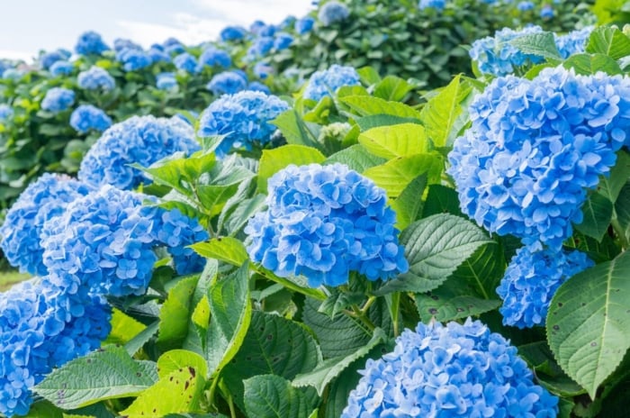 An area covered in lovely blue mounds of flowers surrounded by bright green leaves, listing ways to keep hydrangea blue