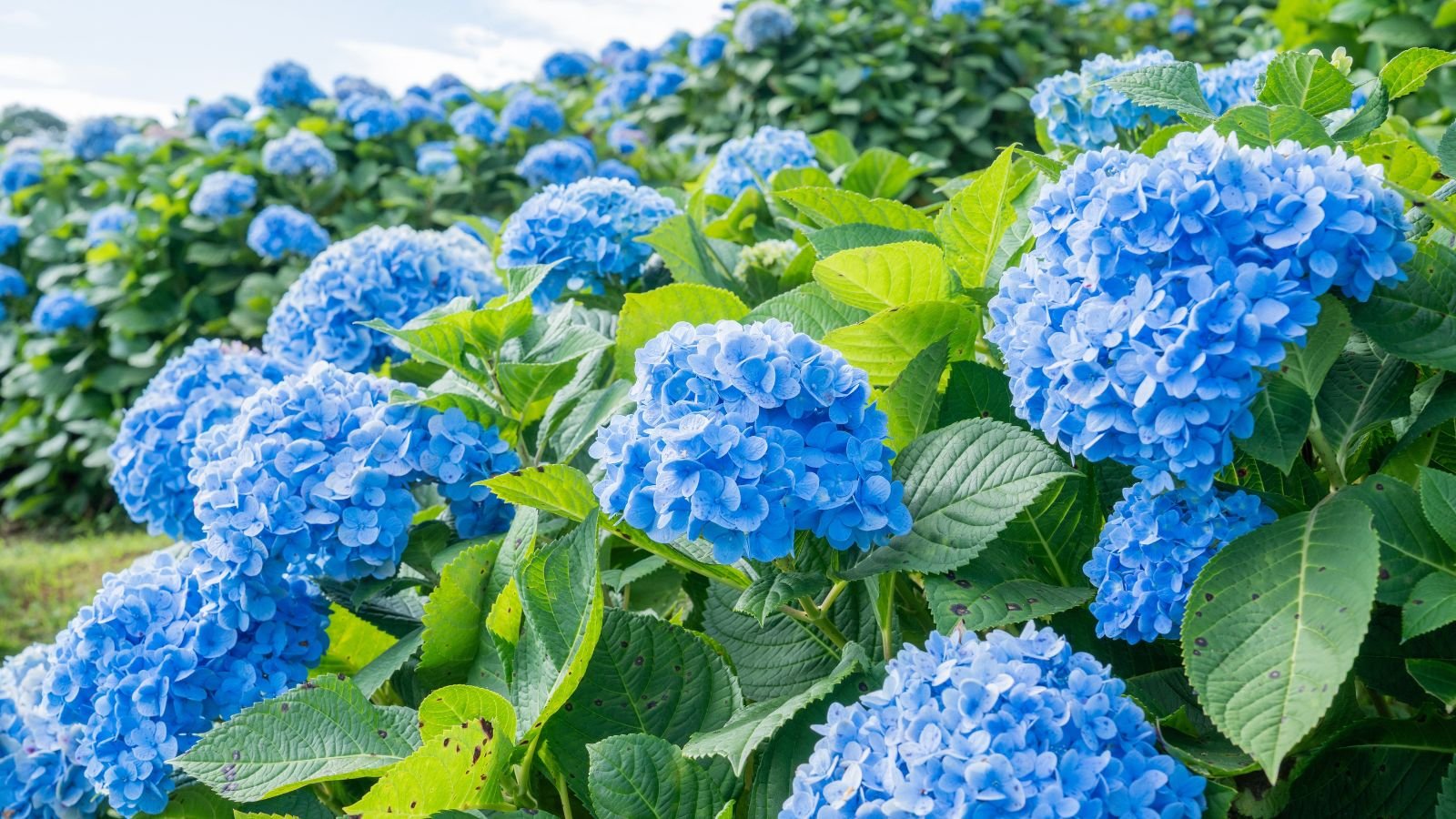 7 Ways to Keep Your Hydrangeas Blue