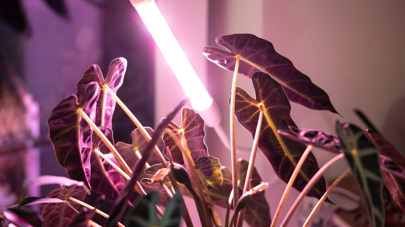 A small LED lamp emits purple-pink light, positioned above Alocasia Bambino houseplants to provide supplementary indoor lighting.