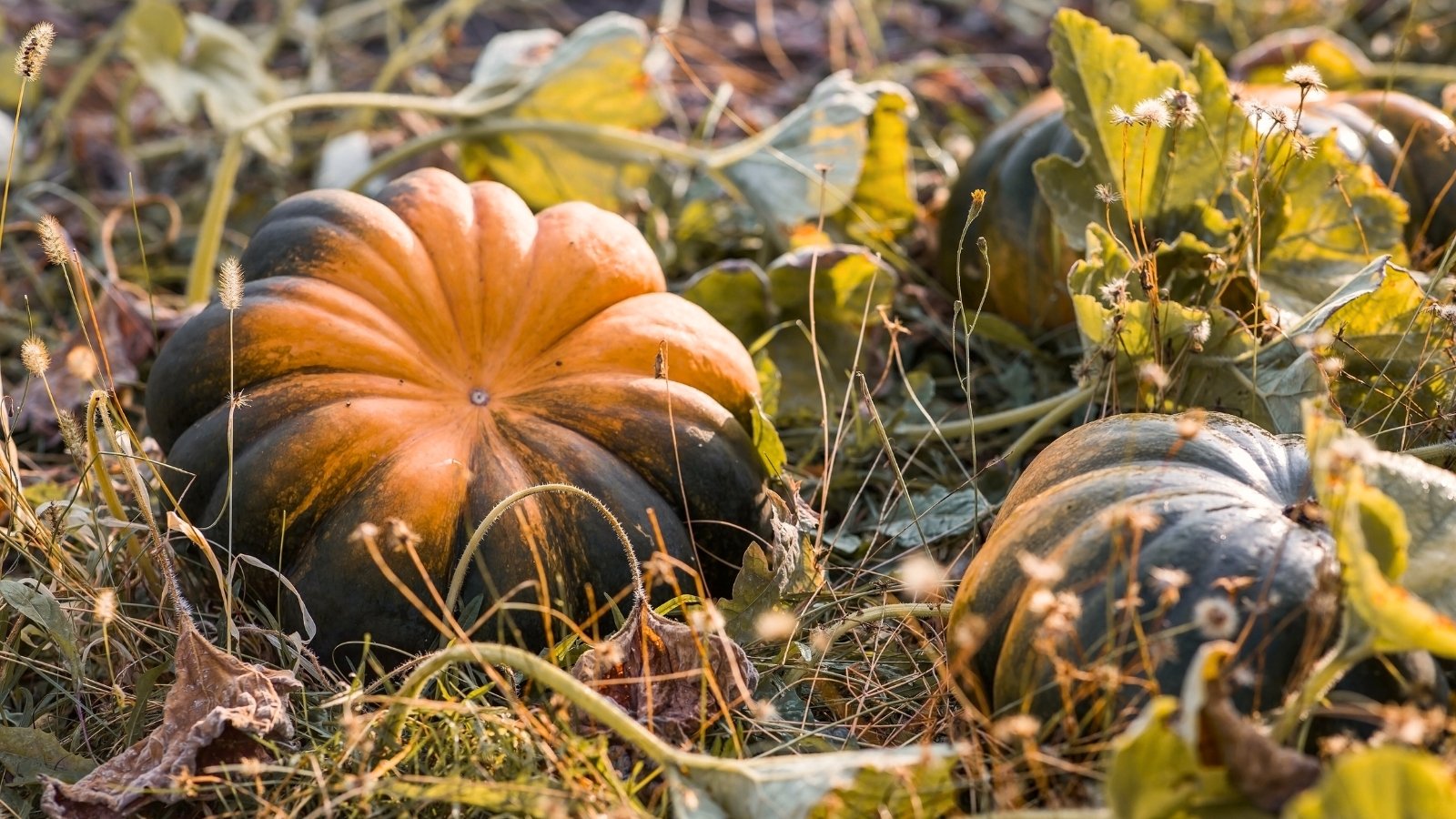 Large ribbed pumpkins with green and orange hues ripen on the vine in a garden bed, surrounded by sprawling dry stems and leaves.