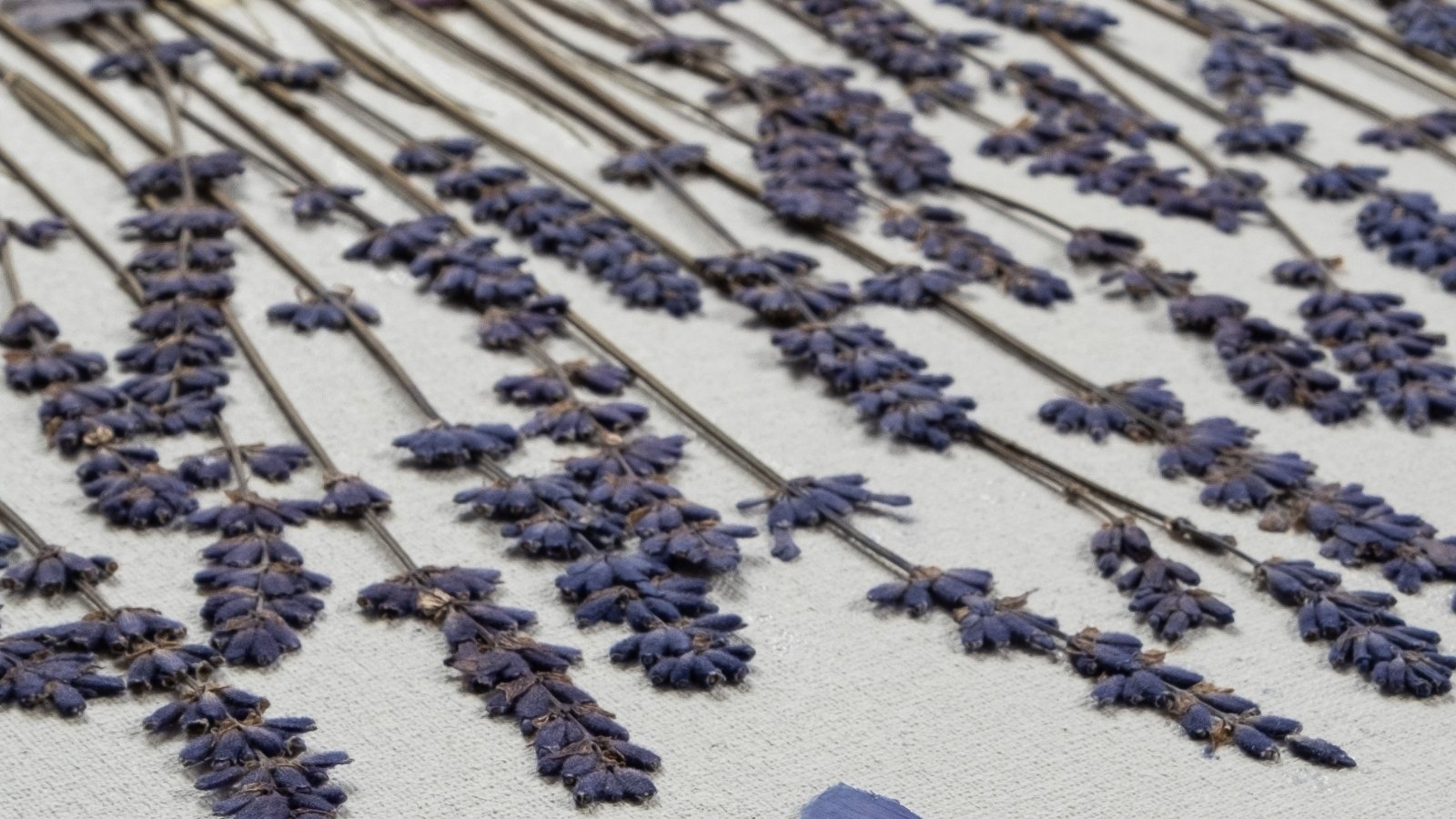 Slender dried flower spikes with tiny purple blossoms along thin stems, pressed flat on a linen fabric.
