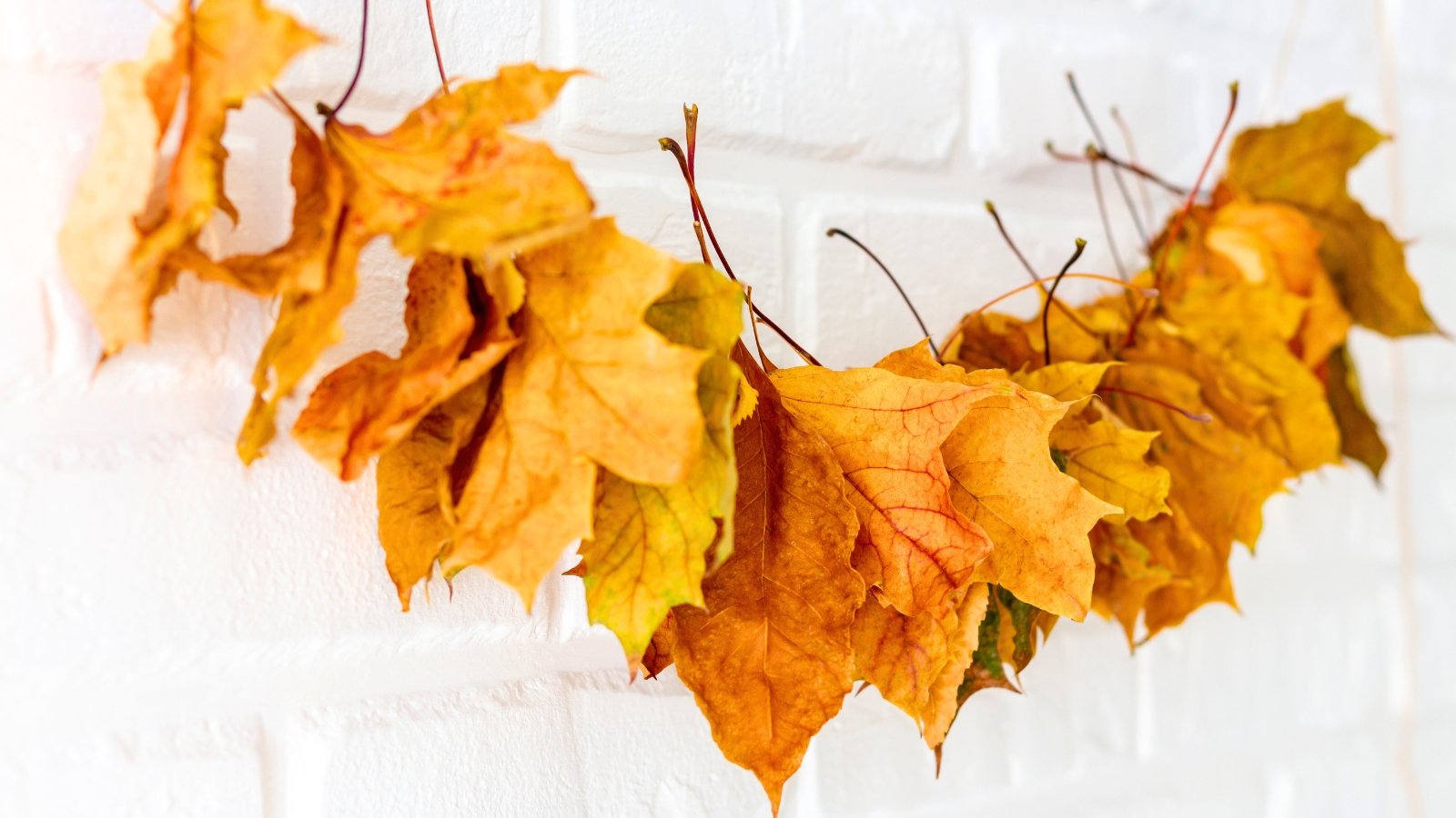 A simple garland made of dried, golden-yellow maple leaves strung together by their petioles (stems) against a white brick wall.