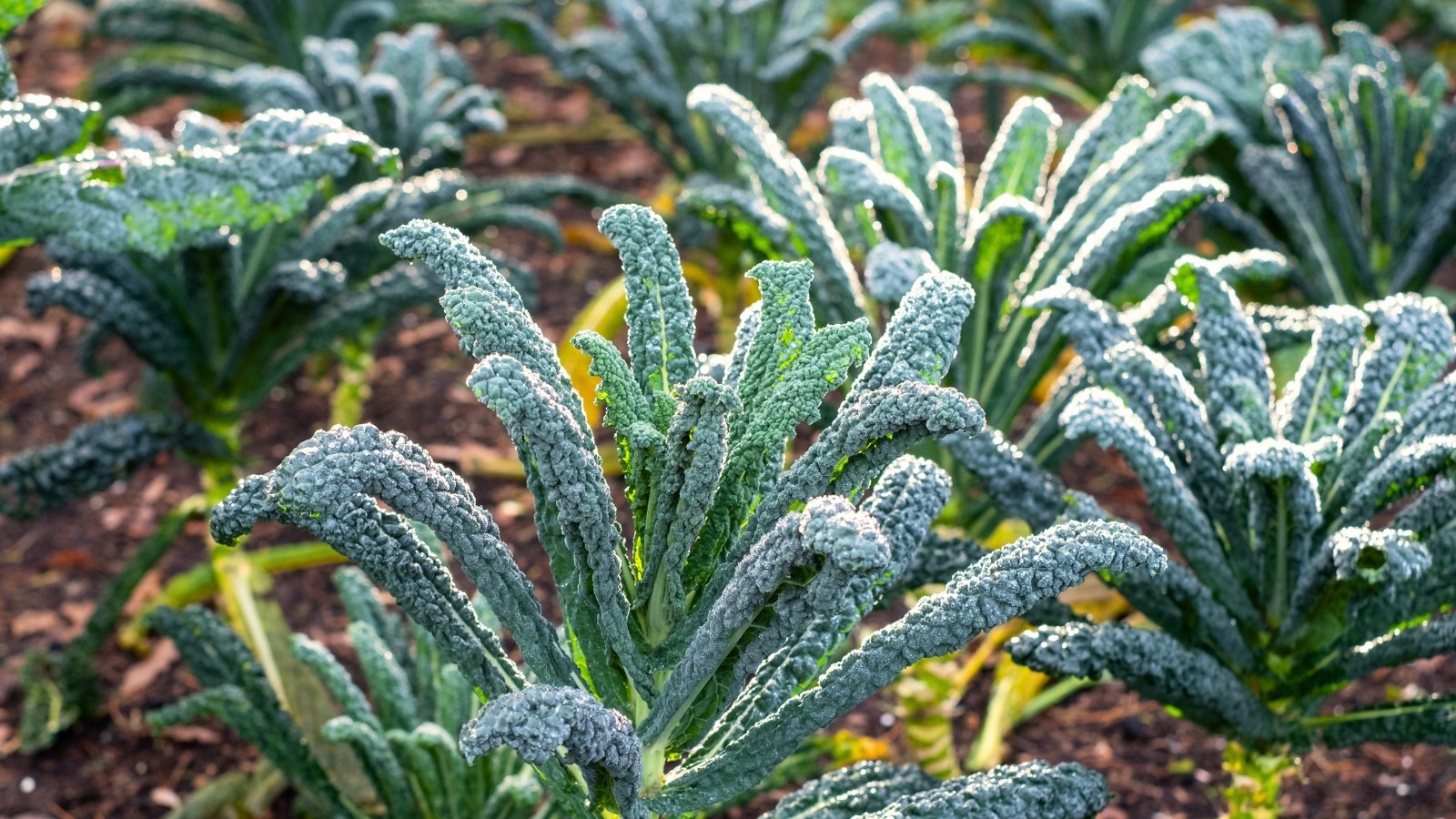 Rows of Tuscan kale Cavolo Nero Black Magic grow upright in the kitchen garden, with tall, sturdy stems supporting long, narrow, deeply wrinkled dark green leaves that form dense, textured rosettes.